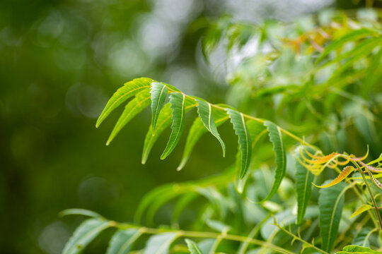 Close-up of a healthy green leaf, symbolizing natural growth